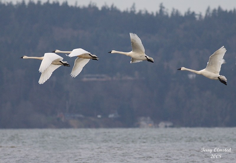 2-14-08 morning takeoff_7329.JPG