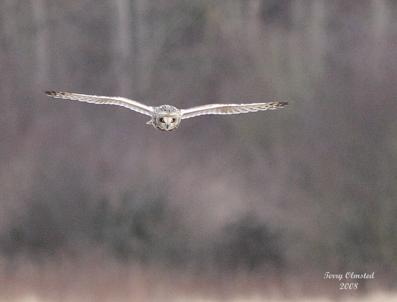 2-14-08 short eared owl_7363.JPG