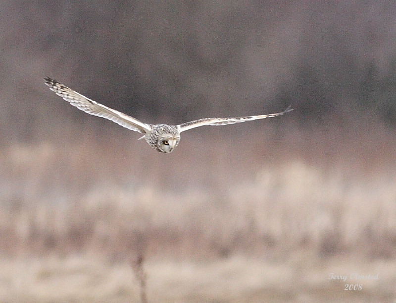 2-14-08 short eared owl_7364.JPG