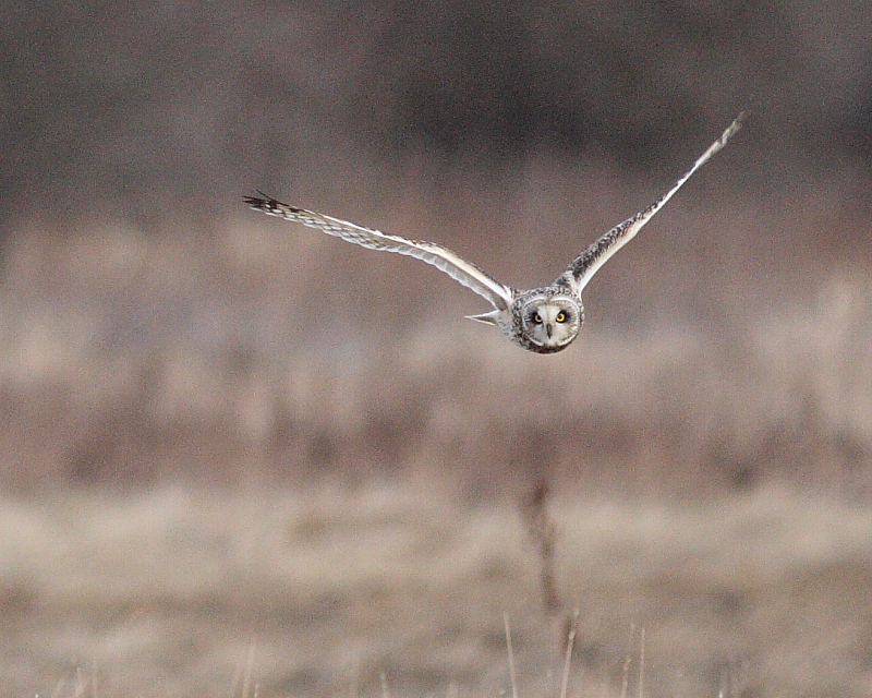 2-14-08 short eared owl_7365 c2.JPG