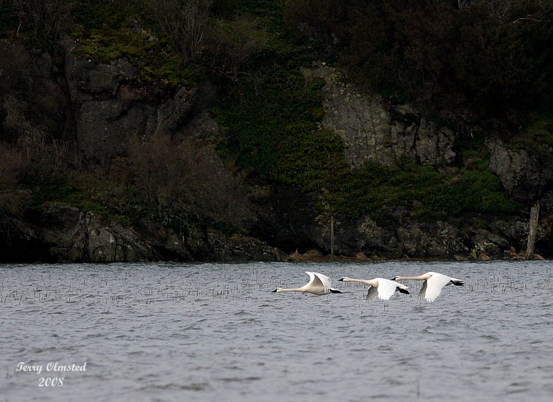 2-14-08 swans and island_7318.JPG