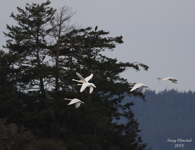 2-14-08 swans and island_7338.JPG