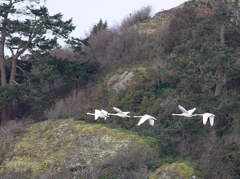 2-14-08 swans and island_7344.JPG