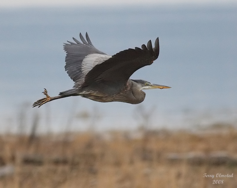 2-25-08 heron_7897_filtered.jpg