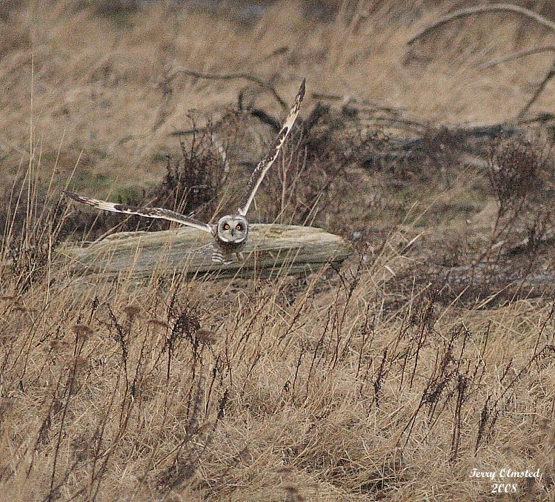 2-25-08 short-eared owl_8002.JPG