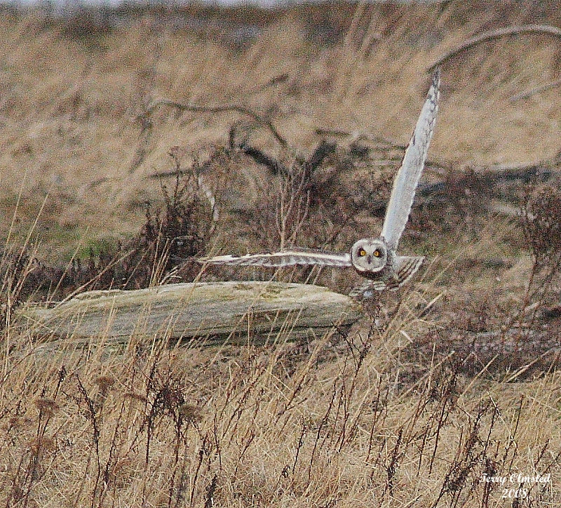2-25-08 short-eared owl_8003.JPG