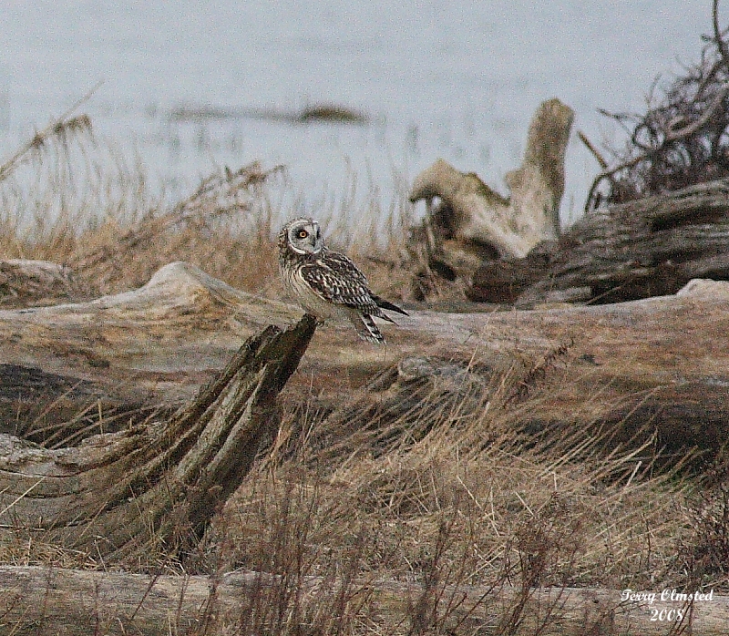 2-25-08 short-eared owl_8010.JPG