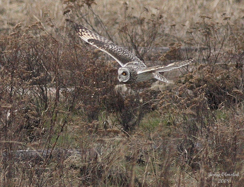 2-25-08 short-eared owl_8026.JPG