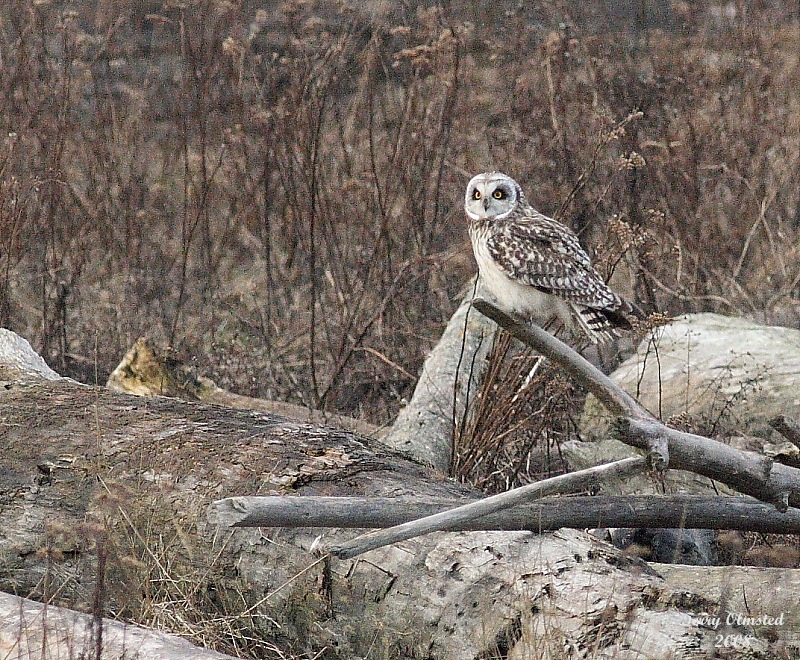 2-25-08 short-eared owl_8030.JPG