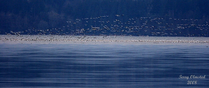 2-25-08 snowgeese and Skagit Bay_7905 c2.JPG