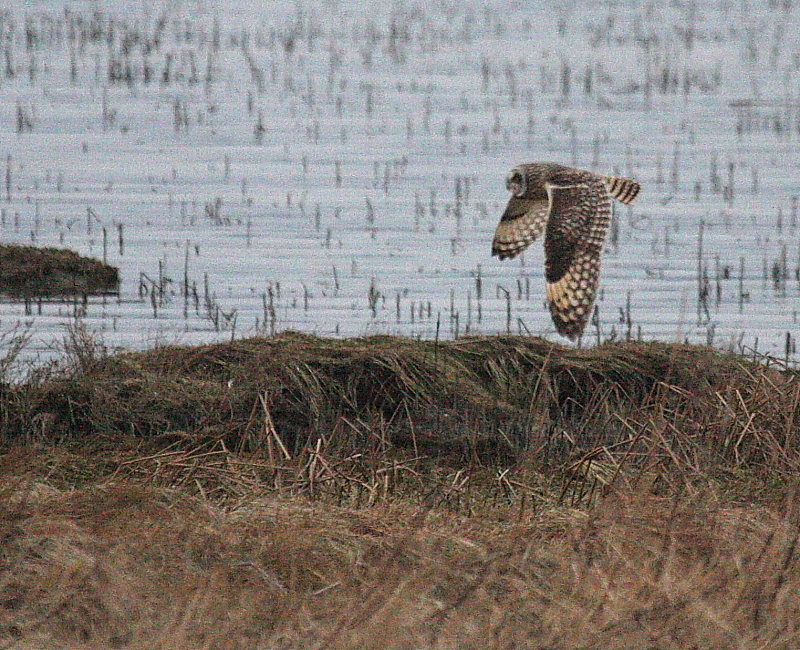 2-28-08 short-eared owl_3013.JPG