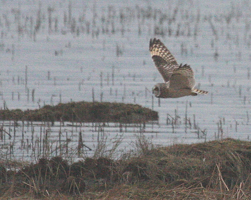 2-28-08 short-eared owl_3014.JPG