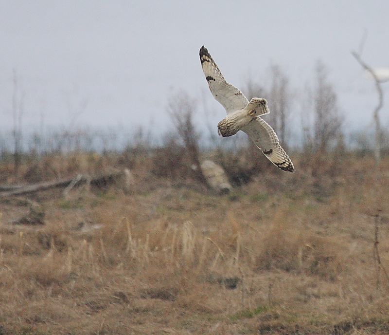 2-28-08 short-eared owl_3195.JPG