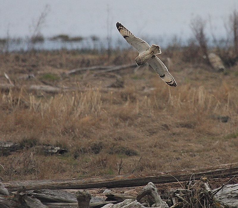 2-28-08 short-eared owl_319679.JPG