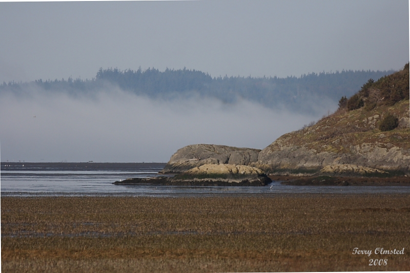 3-5-08 Island without the Owl_8369.JPG