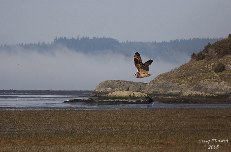 3-5-08 Island and the Owl_comp_8369 adj.jpg