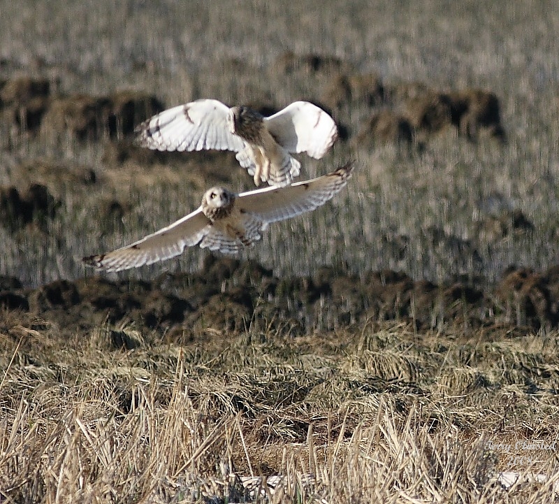 3-5-08 short-eared owl pair_8453.JPG