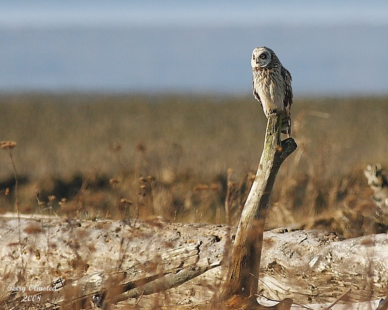 3-5-08 short-eared owl_8406.jpg