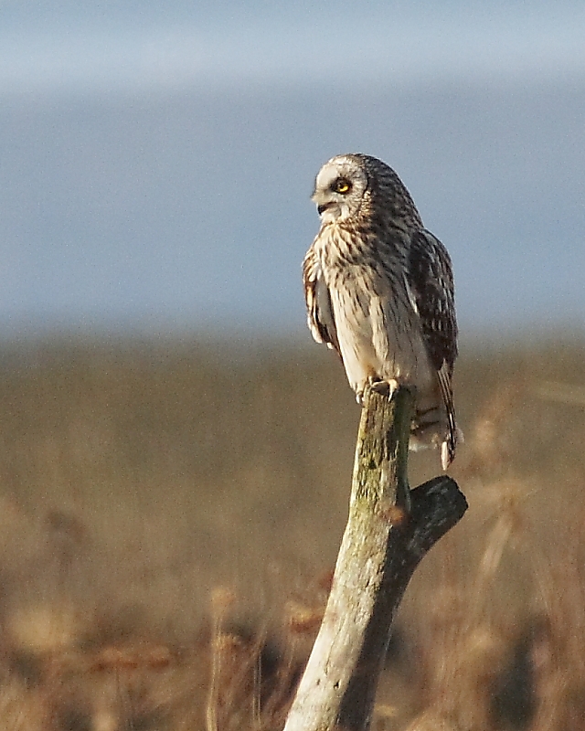 3-5-08 short-eared owl_8412.jpg