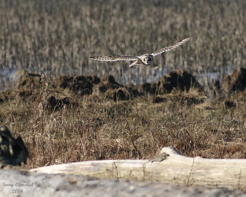 3-5-08 short-eared owl_8450.JPG