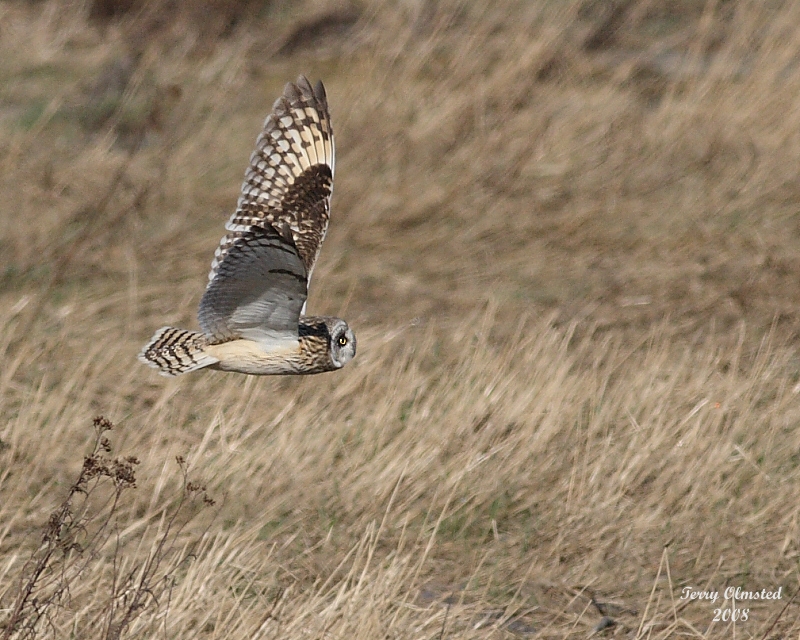 3-5-08 short-eared owl_8462.jpg