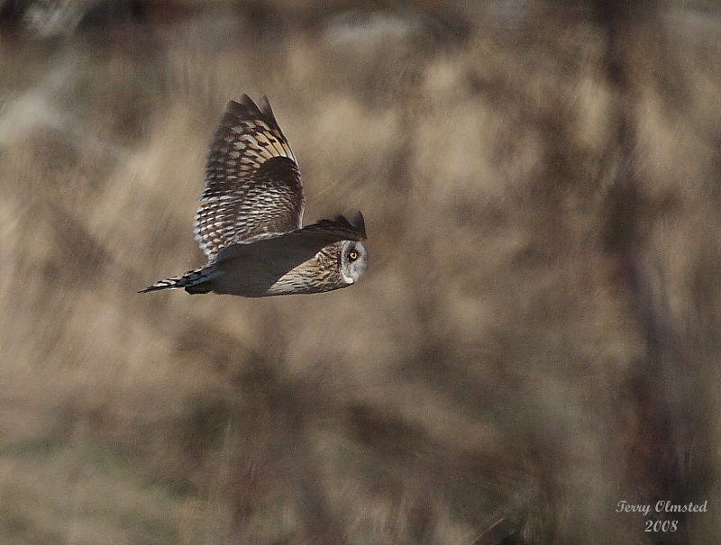 3-5-08 short-eared owl_8463.jpg