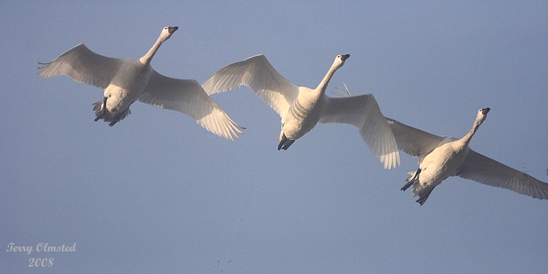 3-5-08 tundra trio_8250.JPG