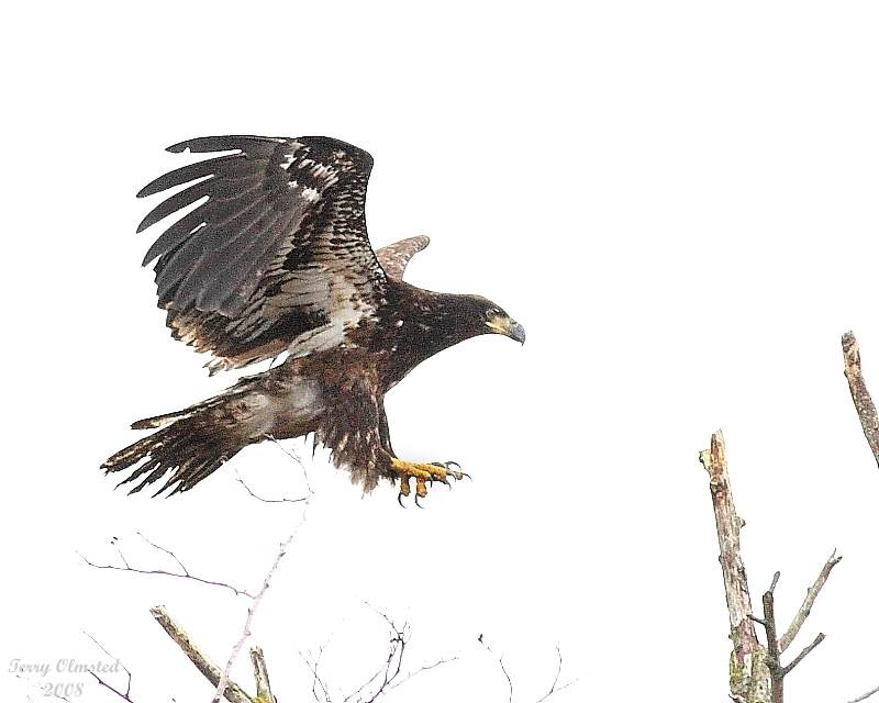 3-12-08 im bald eagle_8764.jpg