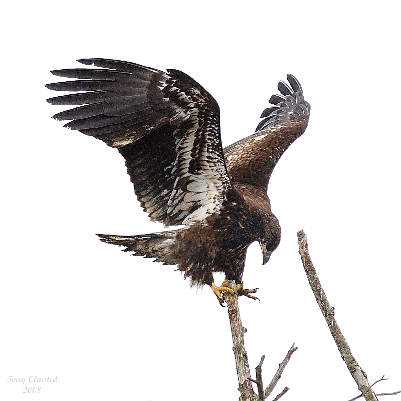 3-12-08 im bald eagle_8765.jpg