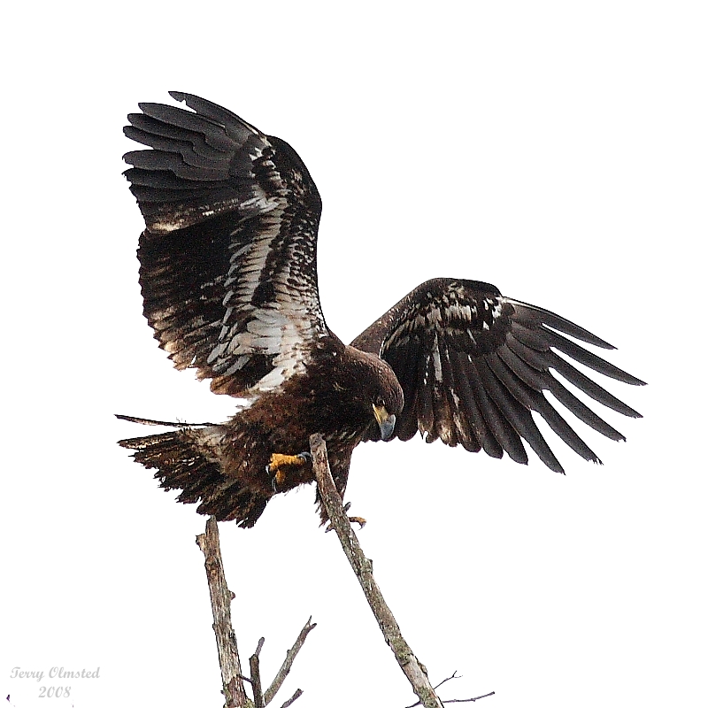 3-12-08 im bald eagle_8769.jpg