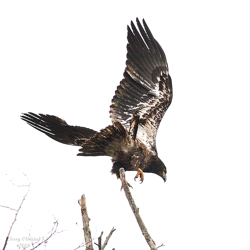 3-12-08 im bald eagle_8793.jpg