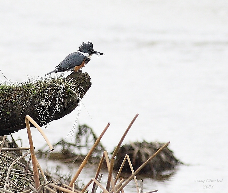 3-12-08 kingfisher with fish.jpg