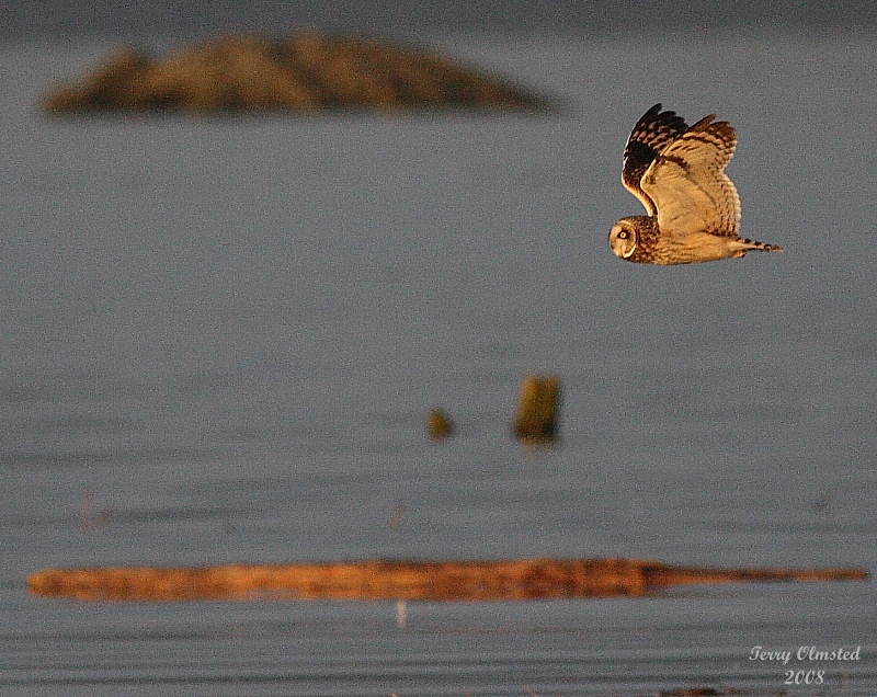 3-12-08 short-eared owl_8565.JPG