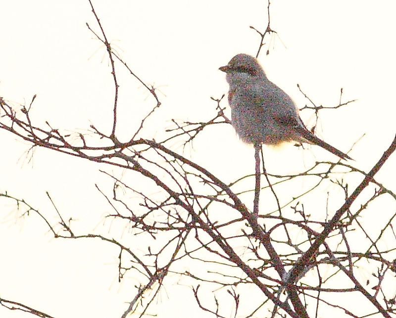 3-12-08 shrike_8560.JPG
