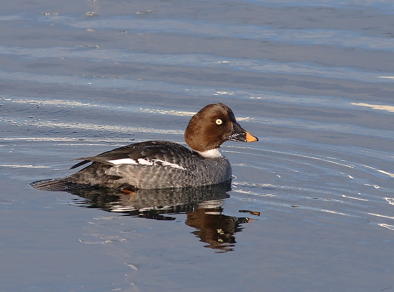2-23-08 fm common golden eye_7800.JPG