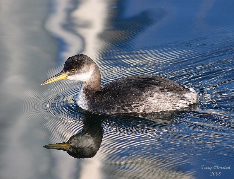 2-23-08 fm red-necked grebe_7823.JPG