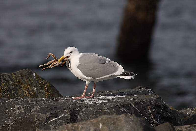 3-19-08 gull with starfish.JPG