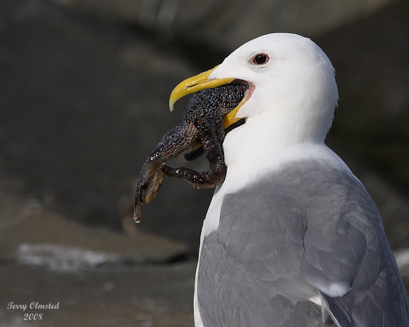 3-19-08 thats a mouthful_8941.jpg