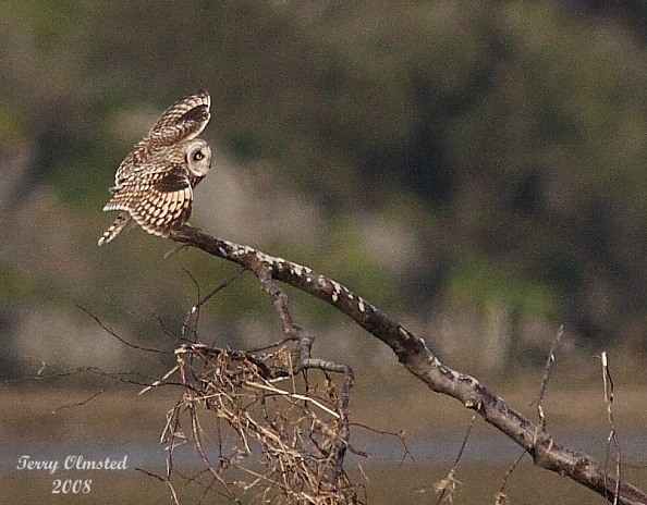 3-22-08 m short-eared owl 9183.JPG