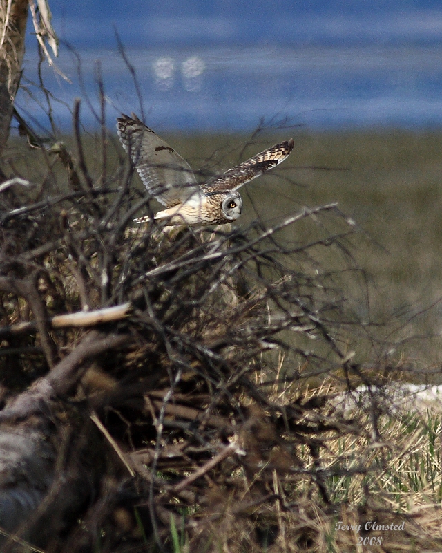 3-22-08 m short-eared owl 9237.JPG