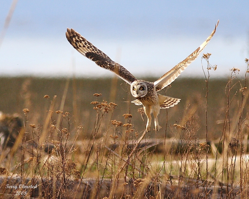 3-22-08 m short-eared owl 9290.JPG