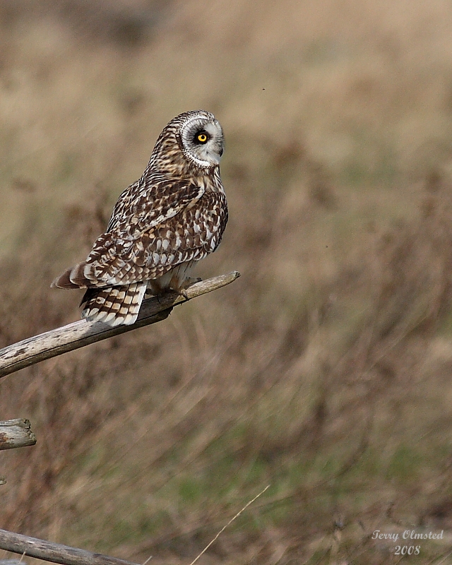 3-22-08 m short-eared owl 9298.JPG