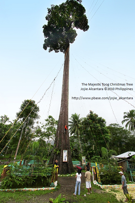 The majestic Toog tree