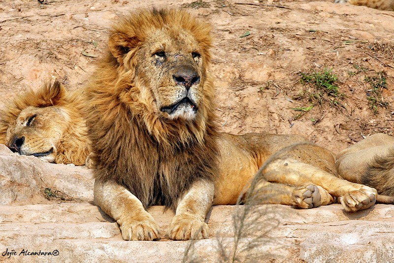 African Lions