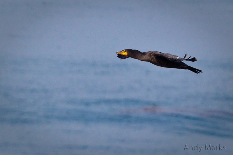 Cormorant 1 - glance to left
