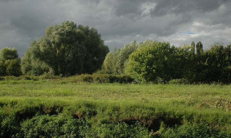 Green, grey..and a blue spot