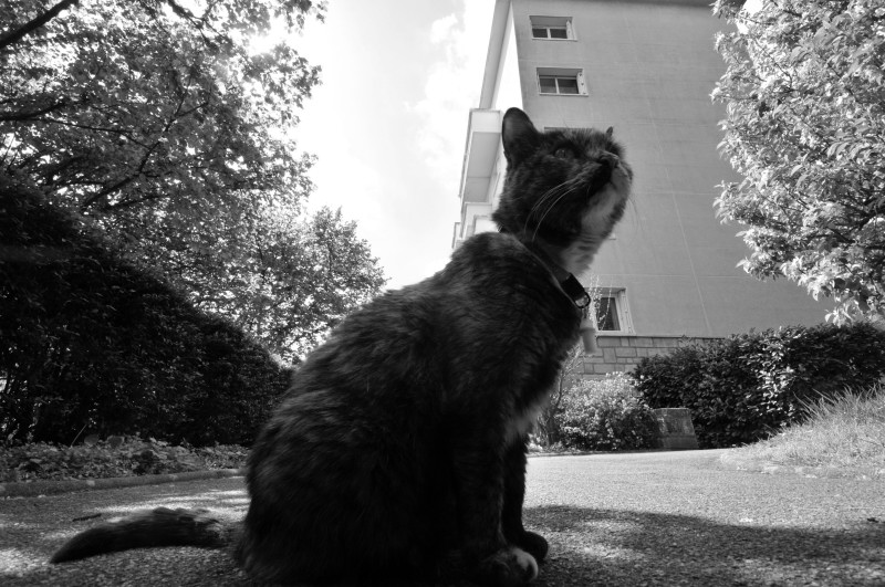 Chat monte la garde