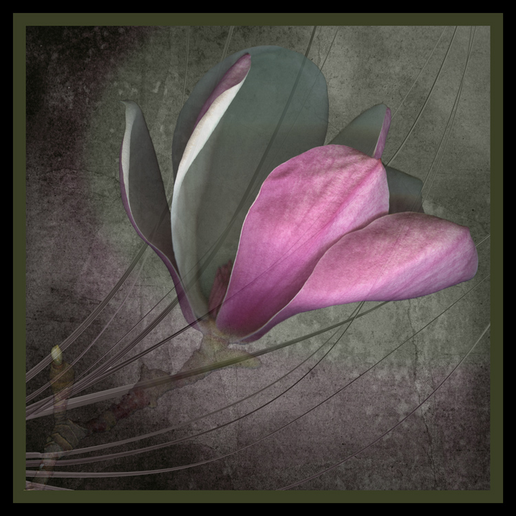 Magnolia_on_Gray_III-Marsha_Tudor