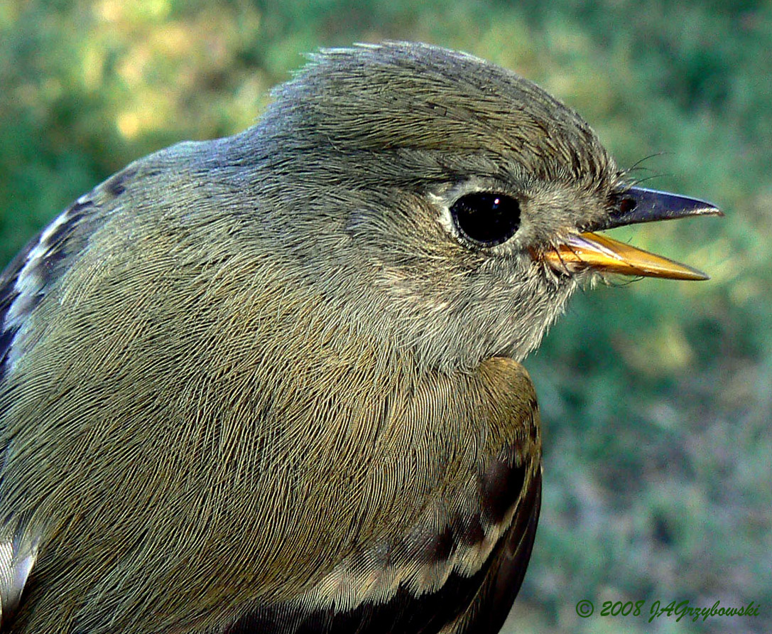 Hammonds Flycatcher