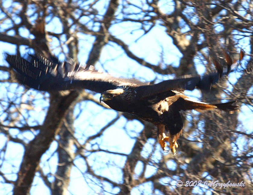 Golden Eagle
